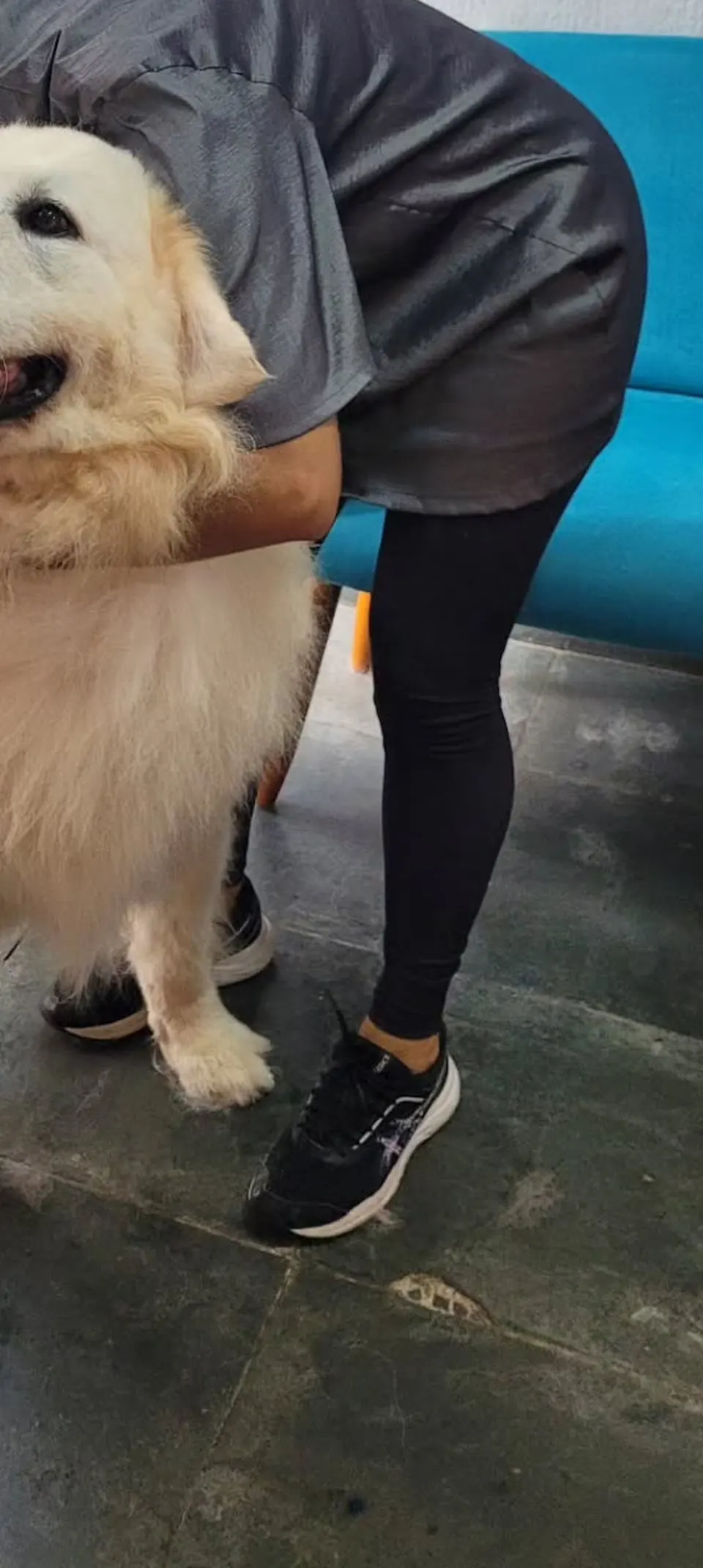 Mãos fazendo carinho em um cão grande e branco, de pelo recém-escovado