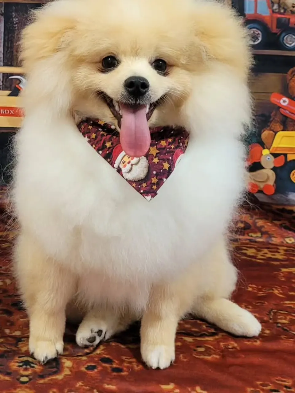Spitz pomerânia com bandana de Natal, de língua de fora