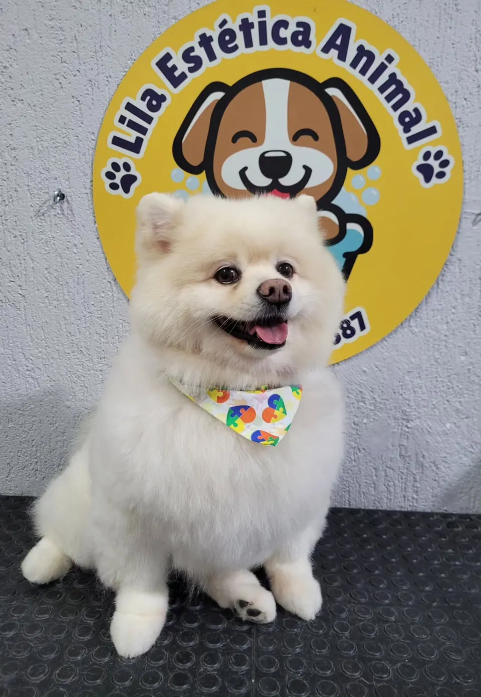 Spitz-alemão branco sentado em frente ao logo amarelo da Lila Estética Animal