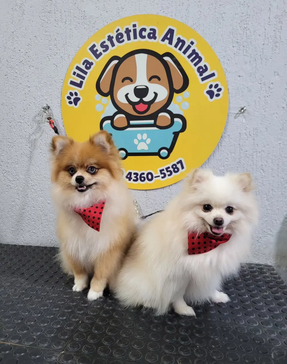 Dois spitz-alemão com bandanas vermelhas, um caramelo e um branco, em frente à parede com o logo da Lila