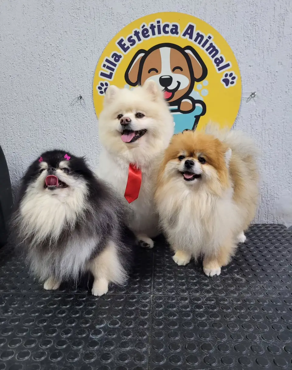 Três spitz-alemão arrumados, com bandanas, sentados em frente à parede com o logo da Lila Estética Animal